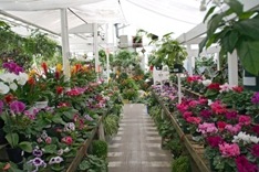 greenhouse