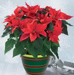 Poinsettia by Visser's Florist in Orange County, CA