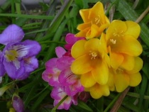 Fragrent Freesia