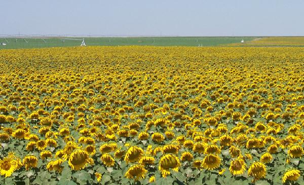 sunflowers